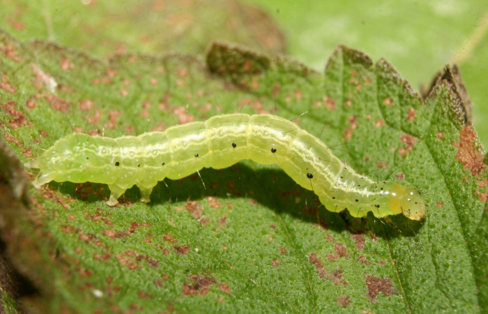 Figura 3. Larva de <i>Chrysodeixis includens</i> (Noctuidae). Tercer estadio voucher:14-SRNP-70706-DHJ722555.jpg.