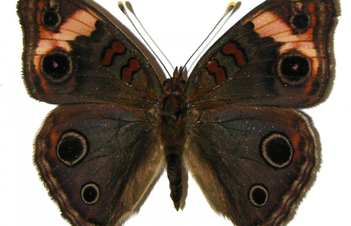 Figura 8. Adulto <i>Junonia genoveva</i> (Nymphalidae), hembra, posición dorsal, color negro con manchas cremas. Mide 55 mm aproximadamente. Voucher: 05-SRNP-31184-DHJ309278.