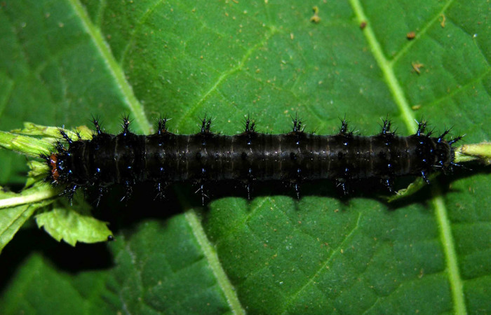 Figura 3. Larva <i>Junonia genoveva</i> (Nymphalidae), último estadio posición dorsal, planta hospedera <i>Stachytarpheta jamaicensis</i> (Verbenaceae). Mide 45 mm aproximadamente. Voucher: 05-SRNP-31185-DHJ404003.
