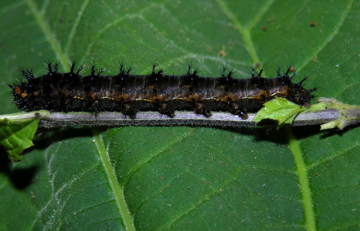 Figura 2. Larva <i>Junonia genoveva</i> (Nymphalidae), último estadio posición lateral, planta hospedera <i>Stachytarpheta jamaicensis</i> (Verbenaceae). Mide 45 mm aproximadamente. Voucher: 05-SRNP-31185-DHJ404004.