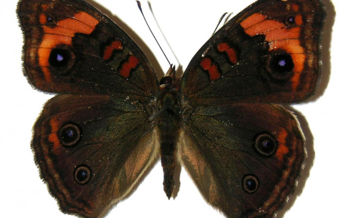 Figura 10. Adulto <i>Junonia genoveva</i> (Nymphalidae), macho posición dorsal, color café oscuro. Mide 46 mm aproximadamente. Voucher: 05-SRNP-58241-DHJ309384.