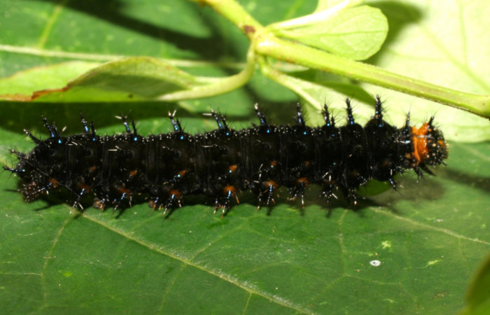 Figura 4. Larva <i>Junonia genoveva</i> (Nymphalidae), último estadio posición lateral, planta hospedera <i>Stachytarpheta jamaicensis</i> (Verbenaceae). Mide 35 mm aproximadamente. Voucher: 07-SRNP-22327-DHJ426507.