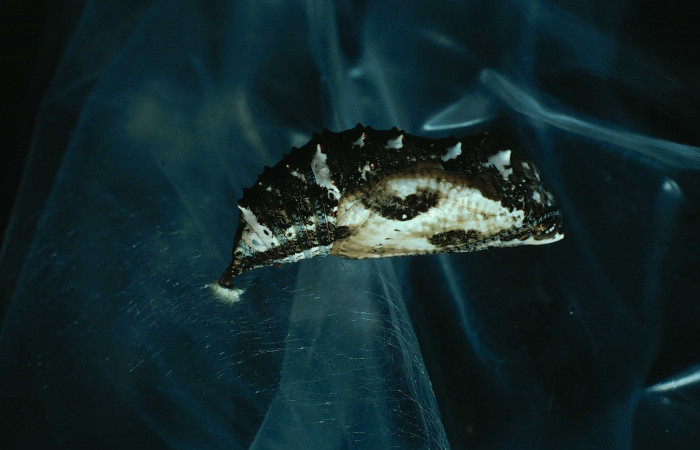 Figura 6. Pupa <i>Junonia genoveva</i> (Nymphalidae), posición lateral, color negro con manchas cremas. Mide 20 mm aproximadamente. Voucher: 83-SRNP-993-DHJ5847.