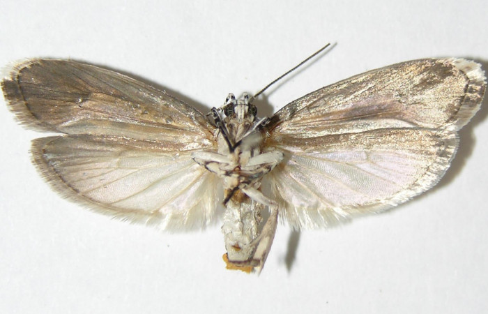 Figura 16.Posición ventral del Adulto de <i>Ethmia lichyi</i>, familia (Depressariidae) 03-SRNP-29318-DHJ338877.