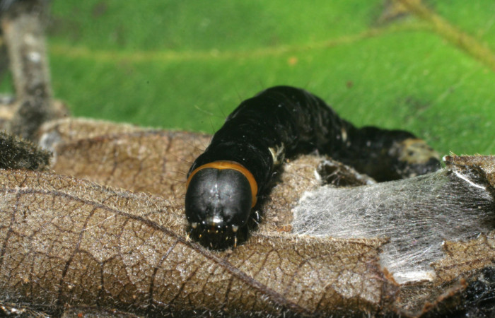 Figura 6. Larva <i>Ethmia lichyi</i> familia (Depressaridae) Mostrando su cabeza, en la
Posición frontal y cuello amarillo, en el ciclo de vida de las Larvas tiene muchos
cambios de estadios algunas se les nota por su acamvio de color Algotras por su
cambio de estadios por ejemplo medidas de tamaño por eso esta larva se camufla de
los depredadores metiendoce dentro de su casita fabricada por una seda de color
blanco que producen ellas mismas, esto lo hacen para escapar de los depredadores
asta eclocionar el adulto.
En Fig.6 le Observamos sus colores Cabeza negra, cuello amarilo igual tiene un punto
de color blanco en la parte lateral izquierdo, también tiene un anillo de color blando en
la parte trasera, igual en la colita tiene una mancha de color blanco.
Figura 5.Posición de la cabeza mostrando la parte de la casita donde se camufla la larva <i>Ethmia lichyi</i>, familia
(Depressariidae). Voucher 06-SRNP-30525-DHJ412249.