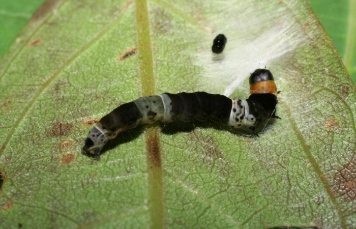 Figura 2.Posición dorsal mostrando la parte tracera de la larva <i>Ethmia lichyi</i>, familia (Depressariidae). Voucher 06-SRNP-30525-DHJ412256.