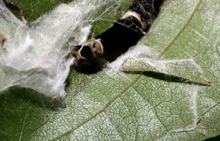 , Figura 5.Posición de la cabeza mostrando la parte de la casita donde se camufla la larva <i>Ethmia lichyi</i>, familia (Depressariidae) Voucher 08-SRNP-71629-
DHJ444433.
Figura 4.Posición de la tracera mostrando la parte de la casita donde se camufla la larva <i>Ethmia lichyi</i>, familia (Depressariidae). Voucher 08-
SRNP-71629-DHJ444437.