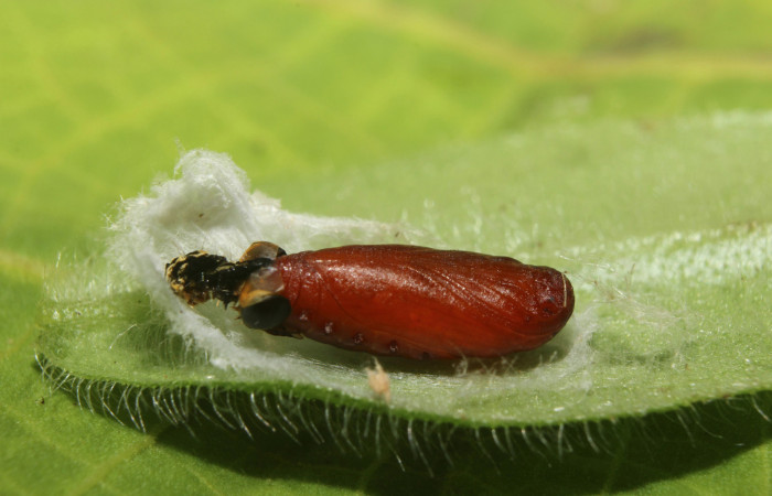 Pupa en posición lateral de <i>Ethmia lesliesaulae</i> (Depressariidae). Sector Pitilla, Estación Biológica Quica. Voucher 18-SRNP-71398-DHJ742808.jpg.