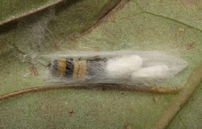 Capullos de braconidae <i>Glyptapanteles</i> Whitfield66 en <i>Ethmia lesliesaulae</i> en PPU(Depressariidae). Sector Pitilla, Pasmompa. Voucher 12-SRNP-31514-DHJ700031.