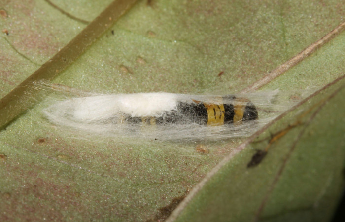 Capullos de braconidae <i>Glyptapanteles</i> Whitfield66 en <i>Ethmia lesliesaulae</i> en PPU((Depressariidae). Sector Pitilla, Pasmompa. Voucher 12-SRNP-31514-DHJ700033.