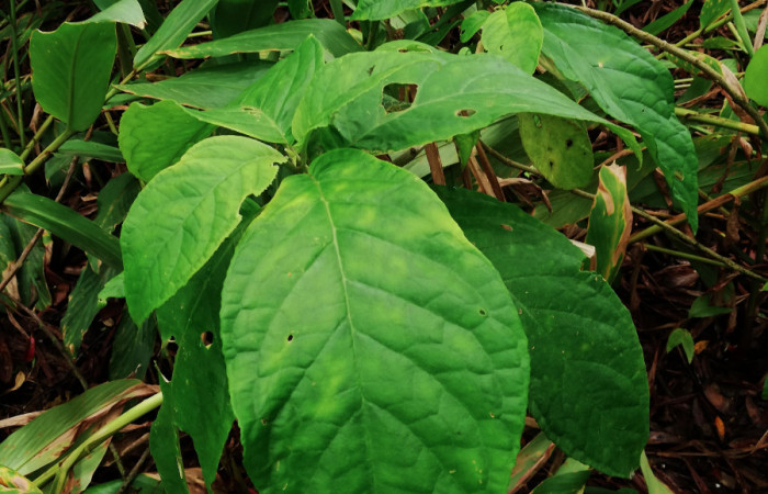 <i>Drymonia macrophylla</i> (Gesneriaceae), planta hospedera de <i>Ethmia lesliesaulae</i> (Depressariidae). Sector San Cristóbal, Estación Biológica San Gerardo. Foto, Elda Araya, 19 Junio 2019.
