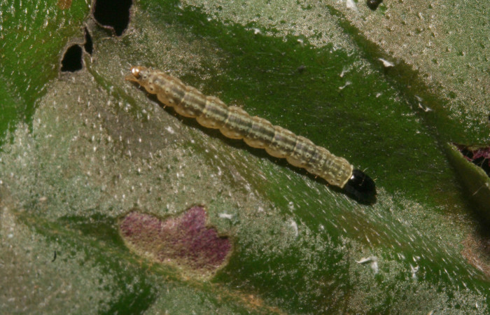 Larva en posición dorsal de <i>Ethmia lesliesaulae</i> (Depressariidae), PU estadio. Sector Rincon Rain Forest, Llano Conostegia. Voucher 11-SRNP-44331-DHJ488939.jpg.