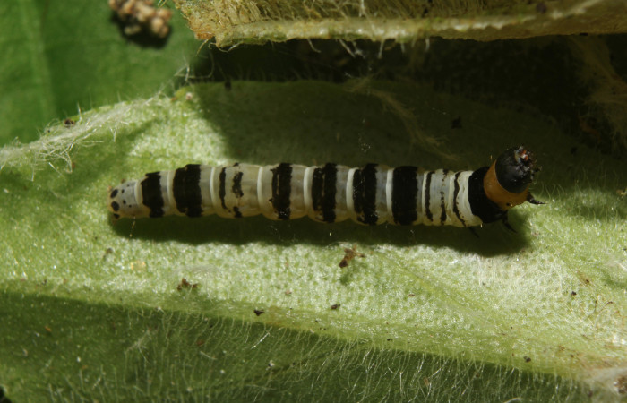 Larva en posición dorsal de <i>Ethmia lesliesaulae</i> (Depressariidae), PU estadio. Sector Pitilla, Estación Biológica Quica. Voucher 18-SRNP-71397-DHJ742752.jpg.