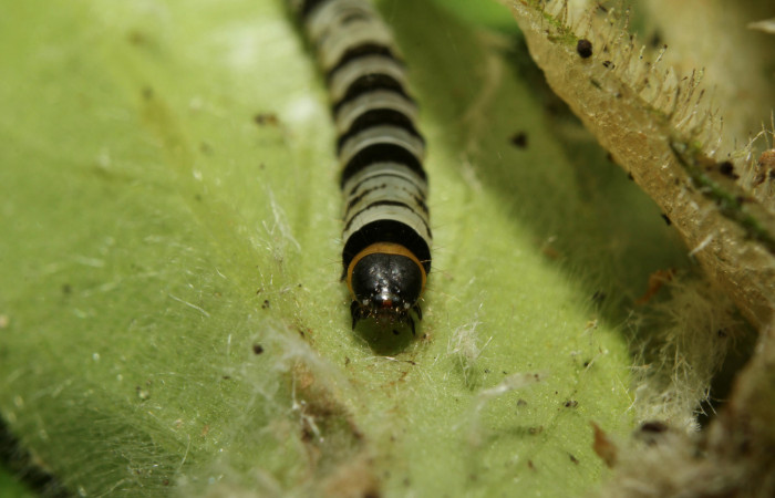 Cabeza o  cara de <i>Ethmia lesliesaulae</i> (Depressariidae), PU estadio. Sector Pitilla, Estación Biológica Quica. Voucher 18-SRNP-71397-DHJ742749.jpg.