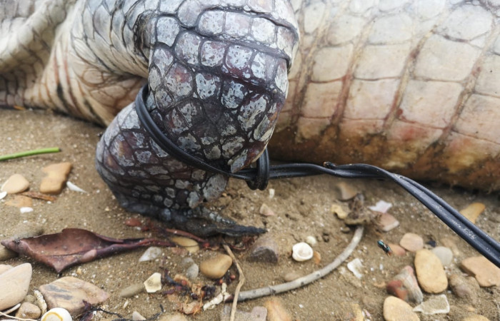 En playa Papaturro, La Cruz Guanacaste  junio 2019  Foto: Evelyn Solano