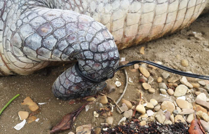 En playa Papaturro, La Cruz Guanacaste  junio 2019  Foto: Evelyn Solano