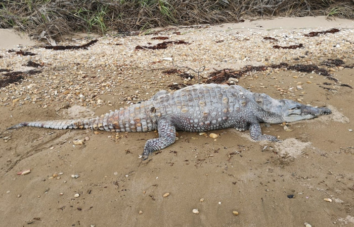 En playa Papaturro, La Cruz Guanacaste  junio 2019  Foto: Evelyn Solano