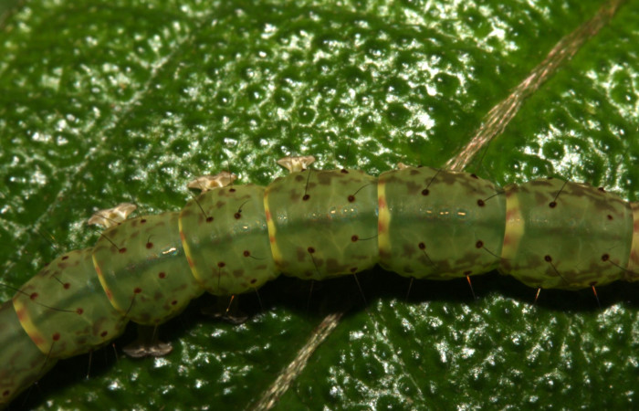 Fig .4  Larva <i> Antiblemma herilis</i>  en último estadio mostrando parte dorsal. Voucher: 14-SRNP-30738-DHJ720896.jpg