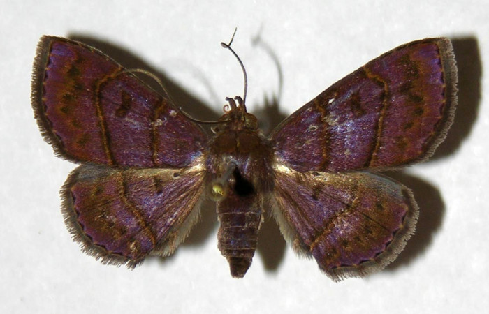 Fig.6 Adulto <i>Antiblemma herilis</i>  dorsal. Hembra. Voucher: 04-SRNP-55284-DHJ322114.jpg