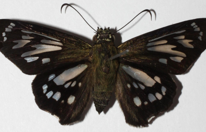 Fig. 6. <i>Phanus</i> vitreusDHJ01, adulto vista dorsal, se pueden apreciar antenas delgadas y separadas. Area de Conservación Guanacaste, Sector Cacao, Casa Fran. (18-SRNP-20144-DHJ939082).