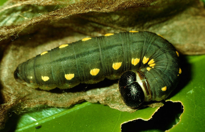 Fig. 1. <i>Doberes anticus</i> (Hesperiidae), larva último estadio. Area de Conservación Guanacaste, Sector Cacao, Estación Biológica Cacao. (92-SRNP-1032-DHJ15093.jpg).