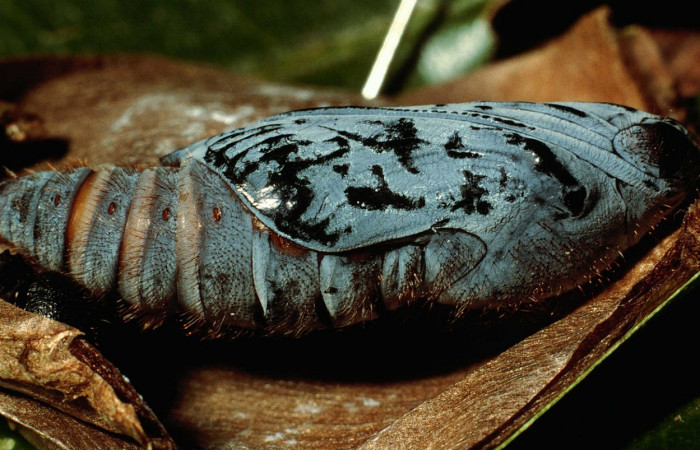 Fig. 11. <i>Doberes anticus</i> (Hesperiidae), pupa vista lateral, se puede apreciar como tiene pelos en diferentes partes de la pupa. Area de Conservación Guanacaste, Sector Cacao, Estación Biológica Cacao. (95-SRNP-352-DHJ21692.jpg).