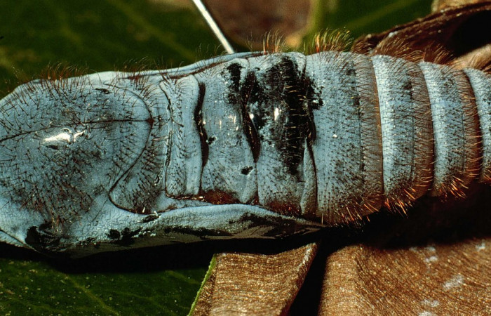 Fig. 10. <i>Doberes anticus</i> (Hesperiidae), pupa vista dorsal, se puede apreciar como tiene pelos en diferentes partes de la pupa, al contrario de la larva, ella no tiene pelo. Area de Conservación Guanacaste, Sector Cacao, Estación Biológica Cacao. (95-SRNP-352-DHJ21699.jpg).