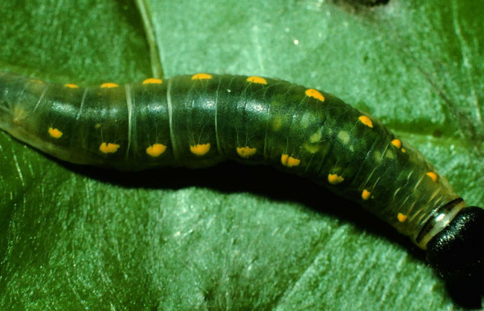 Fig. 9. <i>Doberes anticus</i> (Hesperiidae), larva último estadio, vista dorsal. Area de Conservación Guanacaste, Sector Cacao, Sendero Derrumbe. (97-SRNP-1054-DHJ40751.jpg).