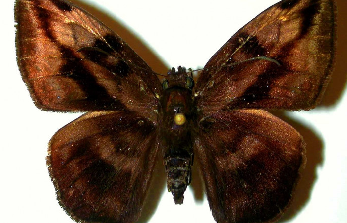 Fig. 3. <i>Doberes anticus</i> (Hesperiidae), adulto vista dorsal. Area de Conservación Guanacaste, Sector Cacao, Estación Biológica Cacao. (97-SRNP-11115-DHJ31601).