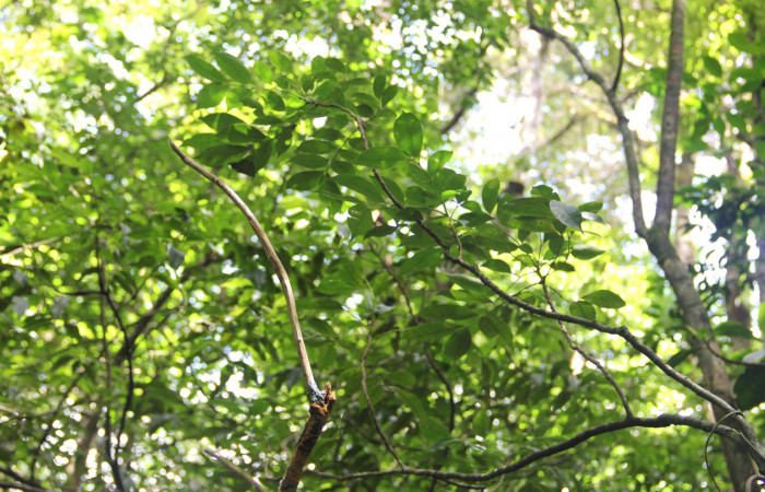 Fig. 12. <i>Zanthoxylum melanostictum</i> (Rutaceae), planta hospedera de <i>Doberes anticus</i> (Hesperiidae). Area de Conservación Guanacaste, Sector Cacao, Sendero Circular. Foto: Parataxónomo Manuel Pereira 07/20/2019.