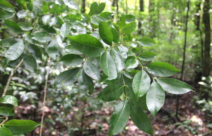 Fig. 13. <i>Zanthoxylum melanostictum</i> (Rutaceae), ramitas jóvenes, se puede apreciar el margen o borde de las hojas aserrado, planta hospedera de <i>Doberes anticus</i> (Hesperiidae). Area de Conservación Guanacaste, Sector Cacao, Sendero Circular. Foto: Parataxónomo Manuel Pereira 07/20/2019.