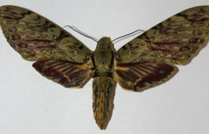 Fig. 01. Adulto de <i>Amphimoea walkeri</i> (Sphingidae). Vista dorsal, mide 148mm de longitud. Voucher: 08-SRNP-41929-DHJ507750.jpg.