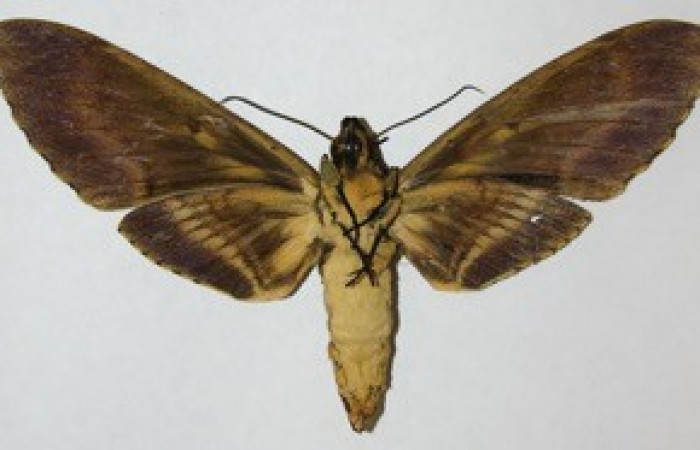 Fig. 02. Adulto de <i>Amphimoea walkeri</i> (Sphingidae). Vista ventral, mide 148mm de longitud. Voucher: 08-SRNP-41929-DHJ507751.jpg.