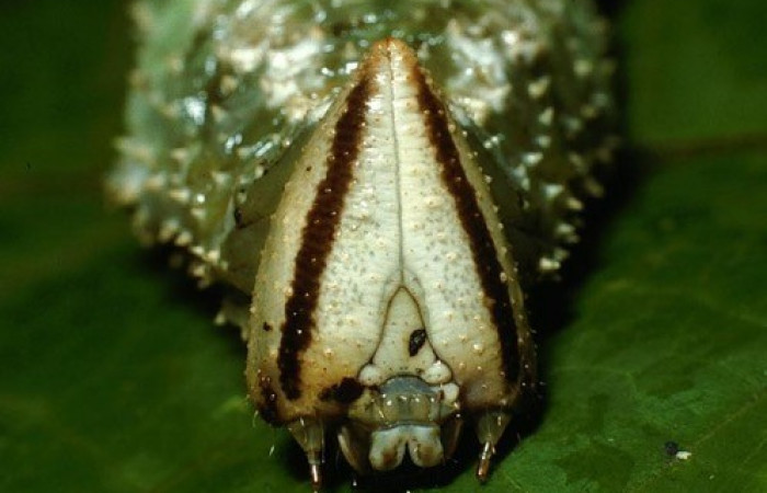 Fig. 05. Larva de <i>Amphimoea walkeri</i> (Sphingidae) en último estadío, 93mm de longitud, acercamiento frontal de la cabeza. Voucher: 03-SRNP-11385-DHJ75784.jpg.