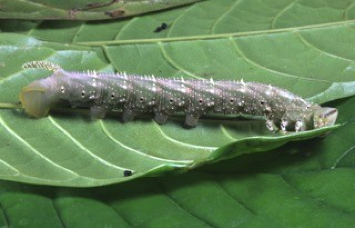 Fig. 07. Larva de <i>Amphimoea walkeri</i> (Sphingidae) en penúltimo estadío, 83mm de longitud, vista lateral. Voucher: 16-SRNP-31563-DHJ735532.jpg.