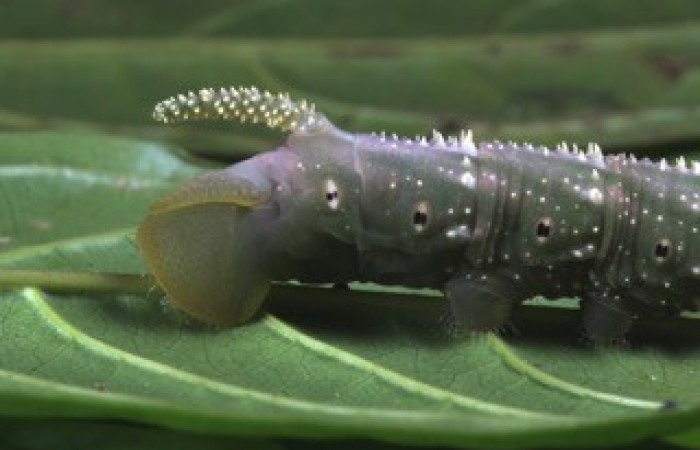 Fig. 09. Larva de <i>Amphimoea walkeri</i> (Sphingidae) en penúltimo estadío, 83mm de longitud, vista lateral del trasero. Voucher: 16-SRNP-31563-DHJ735531.jpg.