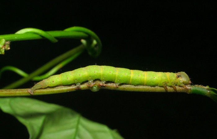 Fig.13. Larva de <i>Gorgone</i> augustaDHJ03 de la familia . Voucher : 08-SRNP-32680-DHJ446301.jpg.