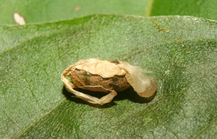 Fig.14. Capullo Gorgone augustaDHJ03 de la familia ((Ichneumonidae), parásito de larva parásito de <i>Gorgone</i> augustaDHJ03. Voucher : 13-SRNP-71397-DHJ702971.jpg.