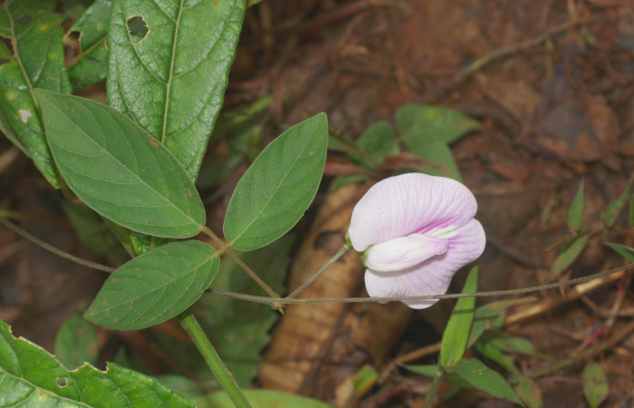 Fig.16. Mostrando hoja <i>Vigna adenantha</i>, plata hopedera de <i>Gorgone fellearis</i>.
