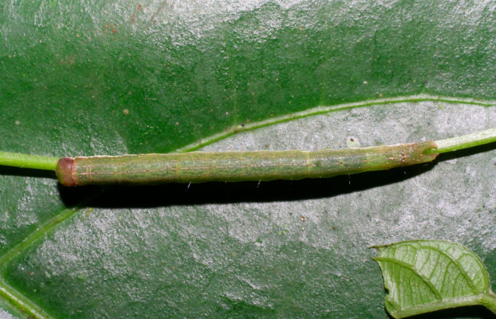 Fig.5. Larva de <i>Gorgone fellearis</i>. Voucher : 05-SRNP-34635-DHJ424389.jpg.
