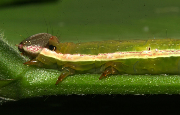 Fig.8. Mostrando cabeza en posición lateral de <i>Gorgone fellearis</i>. Voucher : 18-SRNP-32113-DHJ748387.jpg