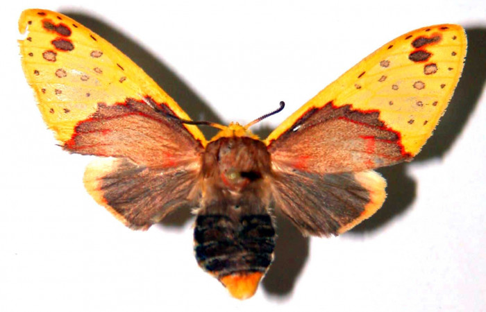 Fig. 1 Parte dorsal de la hembra <i>Amaxia apyga</i> (Erebidae). (99-SRNP-16536-DHJ38382).