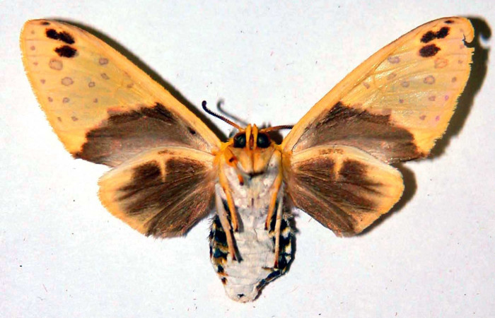 Fig. 2 Parte ventral de la hembra <i>Amaxia apyga</i> (Erebidae). (99-SRNP-16536-DHJ38383).