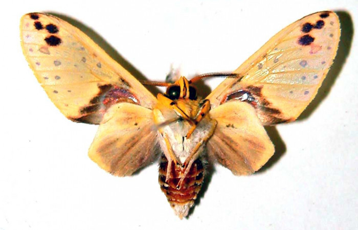 Fig. 4 Parte ventral del macho <i>Amaxia apyga</i> (Erebidae). (99-SRNP-16504-DHJ38385).