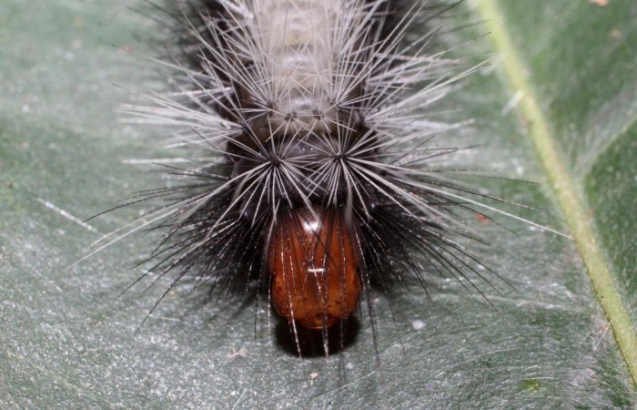 Fig. 7 Cabeza de <i>Amaxia apyga</i> (Erebidae) sobre <i>Pouteria reticulata</i> (Sapotaceae). (16-SRNP-65515-DHJ488304).