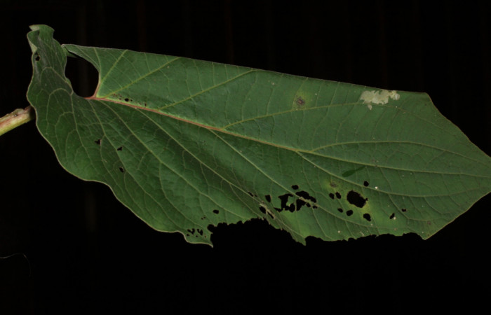 Fig.10 observamo la casita, <i>Rhectocraspeda periusalis</i>, (Crambidae). Se colectó 24 de Enero 2013, Sector Pitilla, Estación pitilla , mide 118mm, 675mts.(13-SRNP-30204-DHJ700510.jpg.).