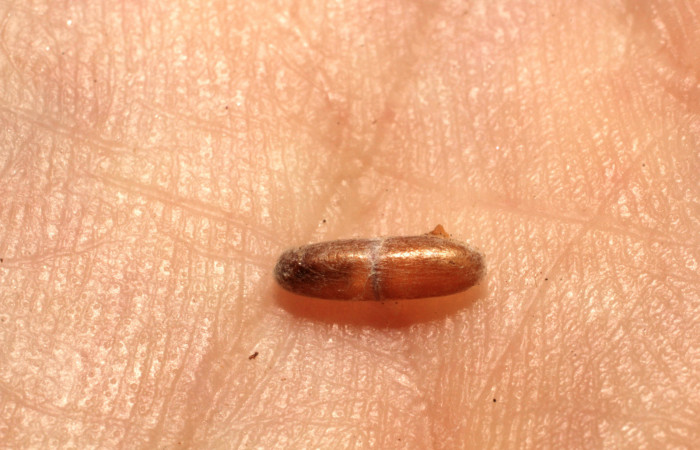 Fig.14 Observamos capullo de parásito <i>Eutanygaster</i> tabascensisDHJ04 (Ihneumonidae) (13-SRNP-67776-DHJ804729.jpg.).