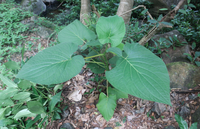 Fig. 15 Planta <i>Piper auritum</i> de tres metros de altura creciendo a orillas de quebra, ríos y riachuelos, con hojas alternas simples