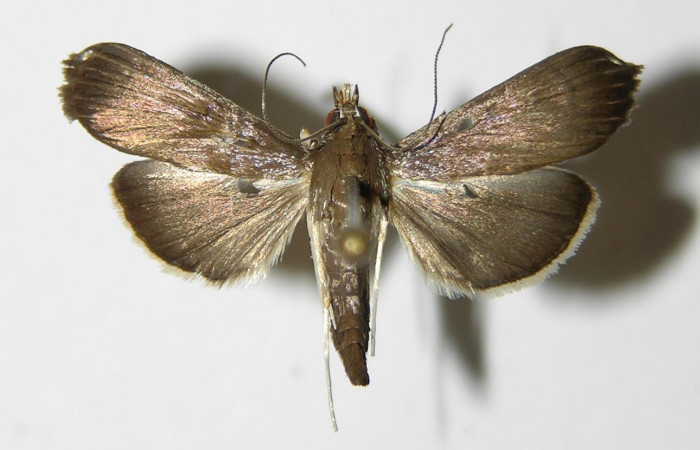 Fig.1 Vista dorsal macho <i>Rhectocraspeda periusalis</i> (Crambidae) eclosionó 08 Octubre 2004, Sector Del Oro, Meteorologico, 590mts. 04-SRNP-24647-DHJ335850.jpg.