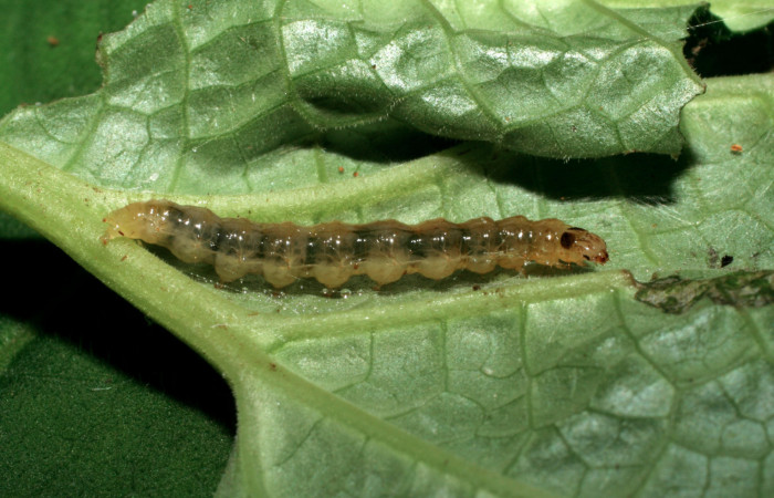 Fig.5 Vista lateral, <i>Rhectocraspeda periusalis</i>, (Crambidae). Se colectó 19 de Julio 2006 Sector Pitilla, Pasmompa, 440mts. (06-SRNP-33073-DHJ416076.jpg.).